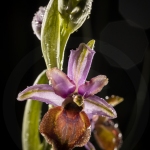 Ophrys de l'Aveyron