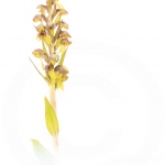 Orchis grenouille ; Frog orchid