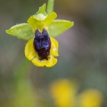 Ophrys jaune