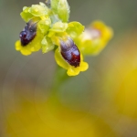 Ophrys lutea