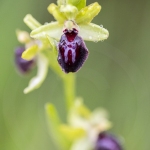 Ophrys passionis