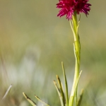 NIgritelle d'Autriche - Gymnadenia austriaca