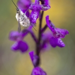 Grand bombyle sur un Orchis bouffon