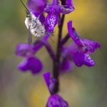 Bombylius major et Anacamptis morio