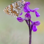 Melitaea phoebe et Anacamptis morio