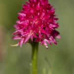 Nigritelle de Cornelia - Gymnadenia corneliana