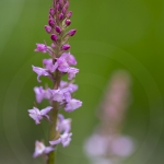 Orchis très odorant (Gymnadénie) - Gymnadenia odoratissima