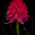 Orchis vanille (Nigritelle vanille) - Gymnadenia rhellicani)