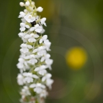 Orchis moustique albinos, Gymnadénie - Gymnadenia conopsea