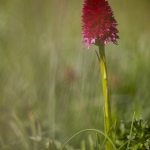 NIrgritelle du Mont Cenis - Gymnadenia cenisia