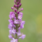 Orchis très odorant (Gymnadénie) - Gymnadenia odoratissima