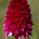 NIrgritelle du Mont Cenis - Gymnadenia cenisia