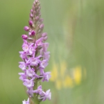 Orchis très odorant (Gymnadénie) - Gymnadenia odoratissima