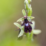 Ophrys insectifera