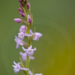 Orchis très odorant (Gymnadénie) - Gymnadenia odoratissima