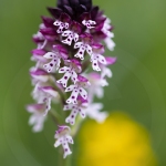 Orchis brûlé - Neotinea ustulata