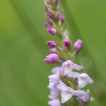 Orchis très odorant