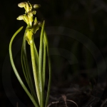Orchis nain des Alpes  - Chamorchis alpina