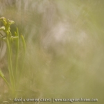 Orchis nain des Alpes  - Chamorchis alpina