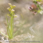 Orchis nain des Alpes  - Chamorchis alpina