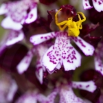 Thomise enflée sur un Orchis pourpre