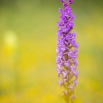 Orchis moustique, Gymnadénie - Gymnadenia conopsea