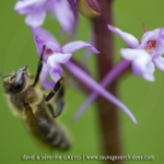 Abeille domestique et Orchis moustique (Gymnadénie) - Gymnadenia conopsea