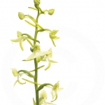 Platanthère à deux feuilles, Orchis à deux feuilles - Platanthera bifolia