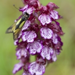 Ascalaphe soufré sur un Orchis pourpre