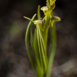 Orchis nain des Alpes  - Chamorchis alpina