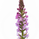 Orchis très odorant (Gymnadénie) - Gymnadenia odoratissima