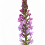 Orchis très odorant (Gymnadénie) - Gymnadenia odoratissima