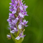 Orchis incarnat - Dactylorhiza incarnata