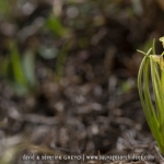 Orchis nain des Alpes  - Chamorchis alpina