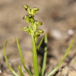 Orchis nain des Alpes  - Chamorchis alpina