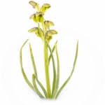 Orchis nain des Alpes ; False musk orchid