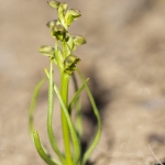 Orchis nain des Alpes  - Chamorchis alpina