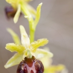 Ophrys exaltata subsp. marzuola