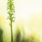 Orchis miel - Pseudorchis albida