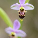 Ophrys scolopax