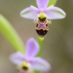 Ophrys scolopax