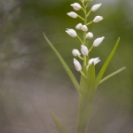 Cephalanthera longifolia