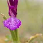 Anacamptis papilionacea