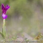 Anacamptis papilionacea