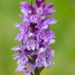 Orchis tâcheté - Dactylorhiza maculata