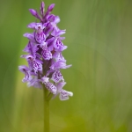 Orchis tâcheté - Dactylorhiza maculata