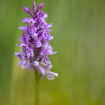 Orchis tâcheté - Dactylorhiza maculata