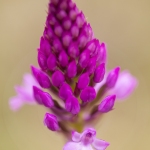 Orchis pyramidal