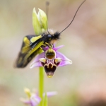 Ascalaphe soufré sur un Ophrys bécasse