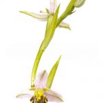 Ophrys abeille (autopolliniosation) - Ophrys apifea
